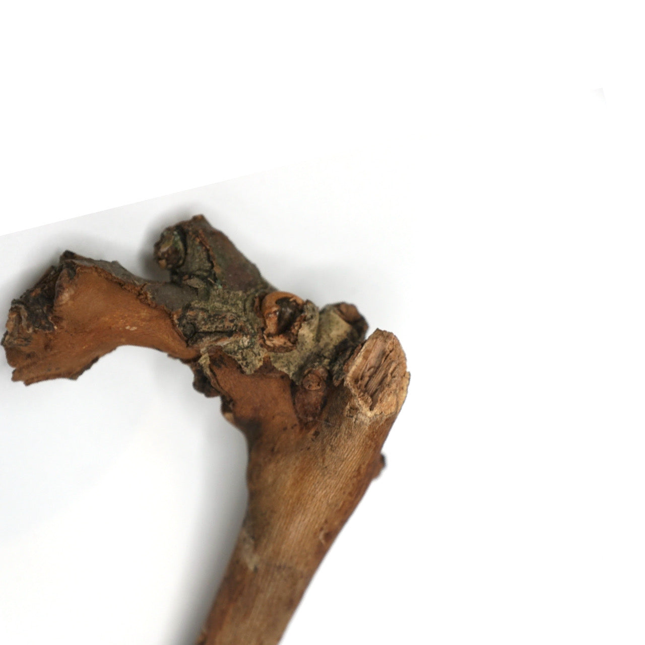 Stick from Central Park