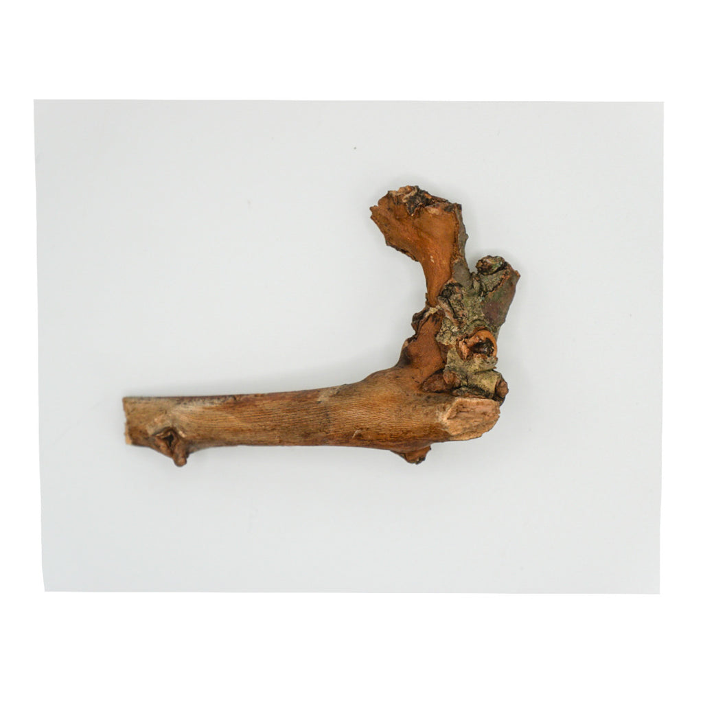 Stick from Central Park