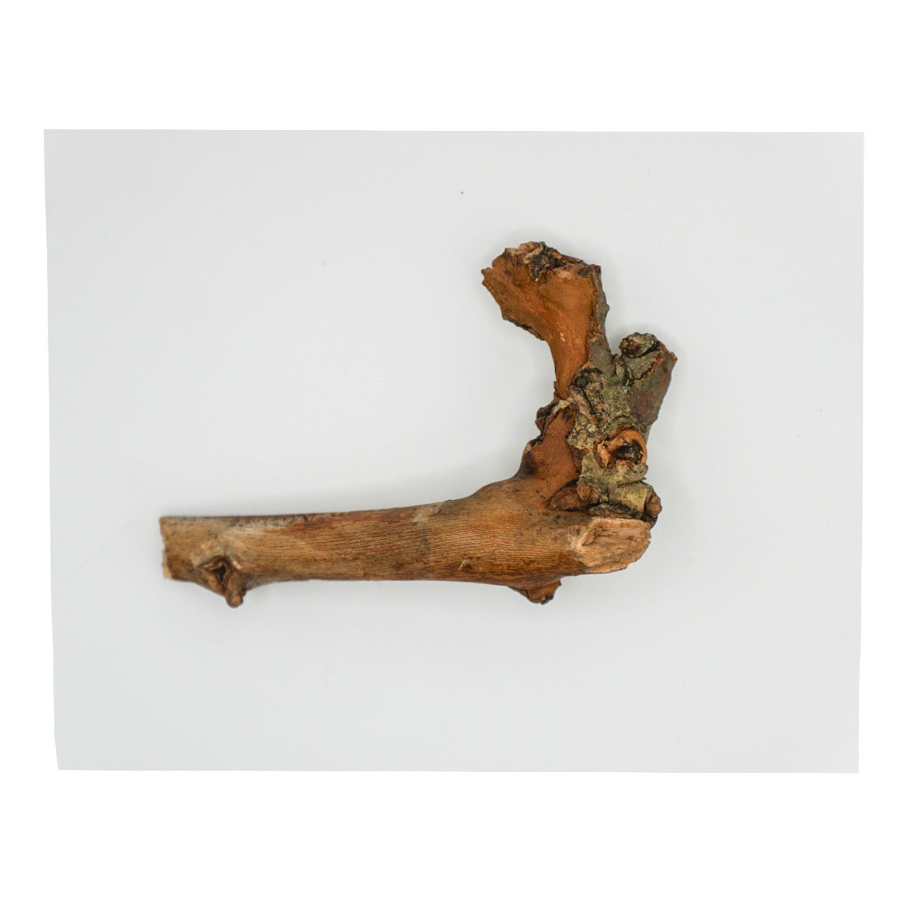 Stick from Central Park